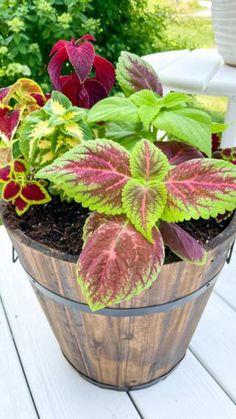 a wooden bucket filled with lots of colorful plants