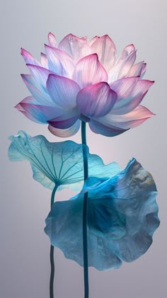 two blue and pink water lilies in front of a gray background with one large flower