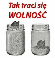 a mouse sitting in a jar with the caption take traci sie wolnosc