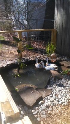 ducks are swimming in the pond next to some rocks and plants, near a fence