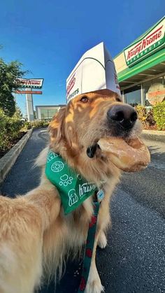 a dog wearing a hat and eating a donut on the side of the road