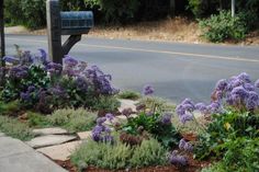 purple flowers are blooming in front of a mailbox on the side of the road