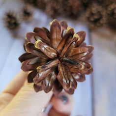 a person holding a pine cone in their hand