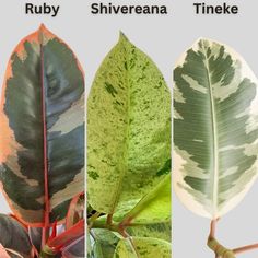 three different types of leaves with the same color and size as shown in this image