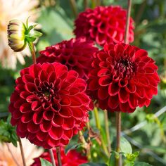 three red flowers with green leaves in the foreground and another flower in the background