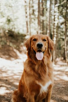 a golden retriever sitting in the woods with his tongue hanging out