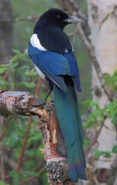 a blue and white bird sitting on top of a tree branch next to a forest