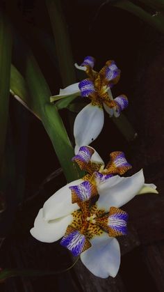 two white and purple flowers with green leaves