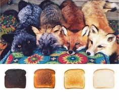 several different types of breads with foxes on them and the same one in front