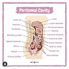 the human body is labeled with labels on its organs and their corresponding parts, including the stomach