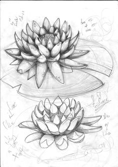 a pencil drawing of a water lily and its reflection in the water with words written on it