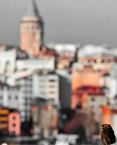 a bird sitting on top of a white fence next to a tall building with a city in the background