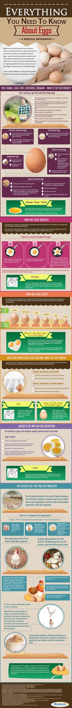 18 Infographic That Include All You Need To Know About Chicken And Egg. - Lifehack Joel Salatin, Info Board, Organic Eggs, Diet Vegetarian