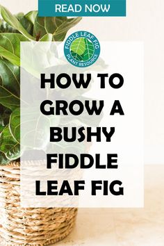 a bushy fiddle leaf in a basket with text reading how to grow a bushy fiddle leaf fig