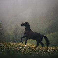 a black horse is galloping through the foggy field with yellow wildflowers