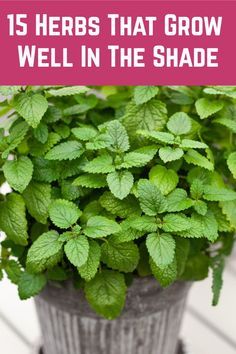 a potted plant with the words 15 herbs that grow well in the shade