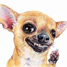 Drawing of a Chihuahua dog with a fabulous, gap-toothed smile Chihuahua Drawing, Bow Drawing, Chihuahua Art, Owl Watercolor, Dog Cuts, Drawing On Paper