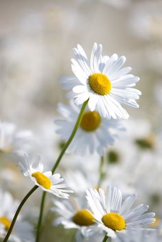 white daisies with yellow centers are in the foreground and blurry behind them