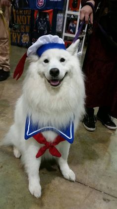 a white dog wearing a blue and red costume