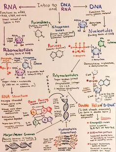 a whiteboard with many different types of diagrams on it, including the names and numbers of