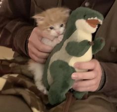 a person holding a small stuffed animal in their hands with a cat on the other hand