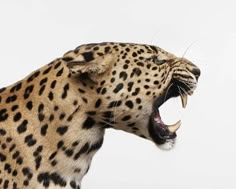 a leopard with its mouth open showing teeth