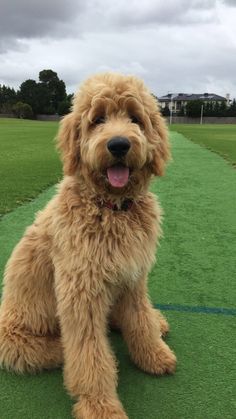 a shaggy dog sitting on top of a lush green field