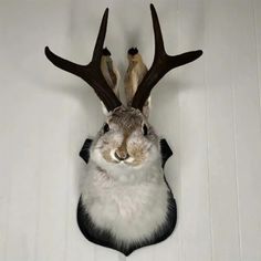 an animal with antlers on it's head laying down