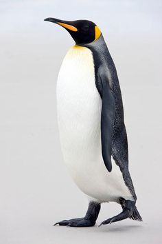 a penguin standing on its hind legs and looking at the camera with an alert look on it's face