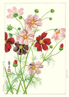 Flower Japanese, Antique Botanical Print, Cosmos Flowers, Vintage Botanical Prints, Japanese Flowers, Japanese Woodblock Printing, Japanese Painting, Japan Art