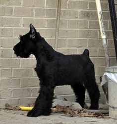 a small black dog standing next to a brick wall