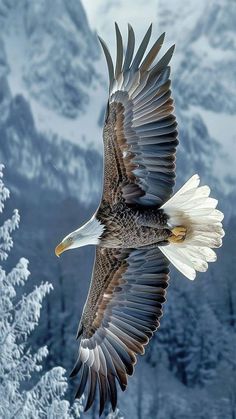 an eagle is flying in the air with its wings spread out and it's talon extended