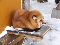 a small dog sitting on top of a wooden bench covered in snow next to a yellow wall