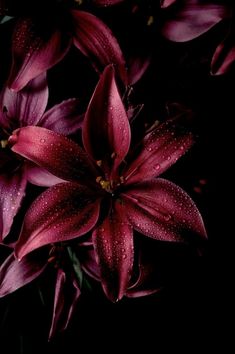 red flowers with water droplets on them in the dark night, close - up photo