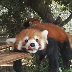 a red panda sticking its tongue out on a bench