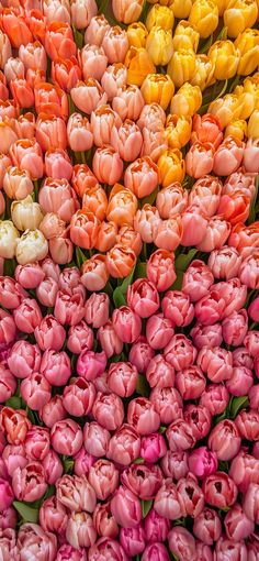 many different colored tulips are arranged together