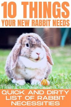 a rabbit sitting in the grass with text that reads 10 things your new rabbit needs