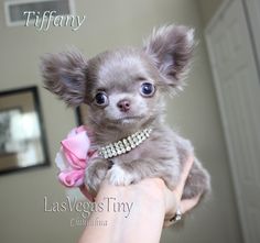 a small dog is being held in someone's hand with the caption tiffany