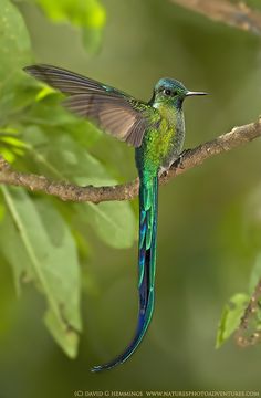 a green bird sitting on top of a tree branch