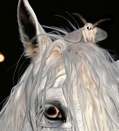 a close up of a horse with a bug on it's forehead