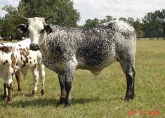 two cows standing in a field with trees in the backgroung and one is looking at the camera