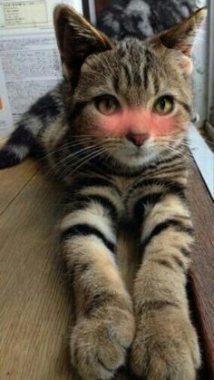 a cat sitting on top of a wooden table