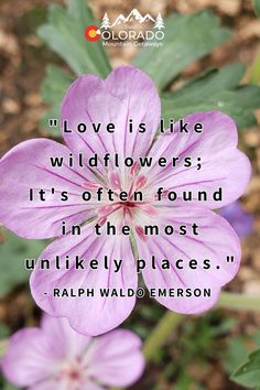 a purple flower with the quote love is like wildflowers it's often found in the most unlikely places