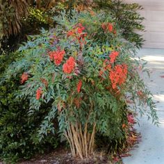 a bush with red flowers in front of a garage