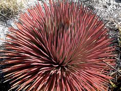 a large red plant in the middle of some dirt and grass with snow on it