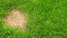 a patch of dirt in the middle of some green grass