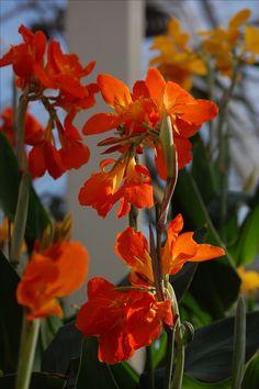 orange and yellow flowers with green leaves in the background