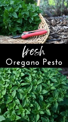 fresh oreganoo pesto in a basket and on the ground