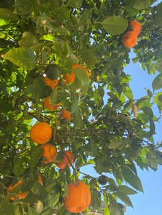 an orange tree with lots of ripe oranges hanging from it's branches and leaves