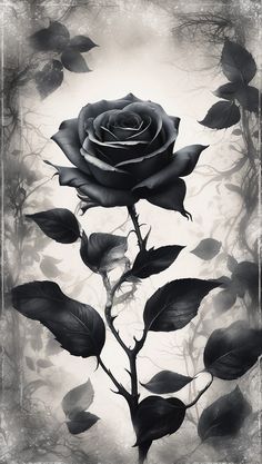 a black and white photo of a rose